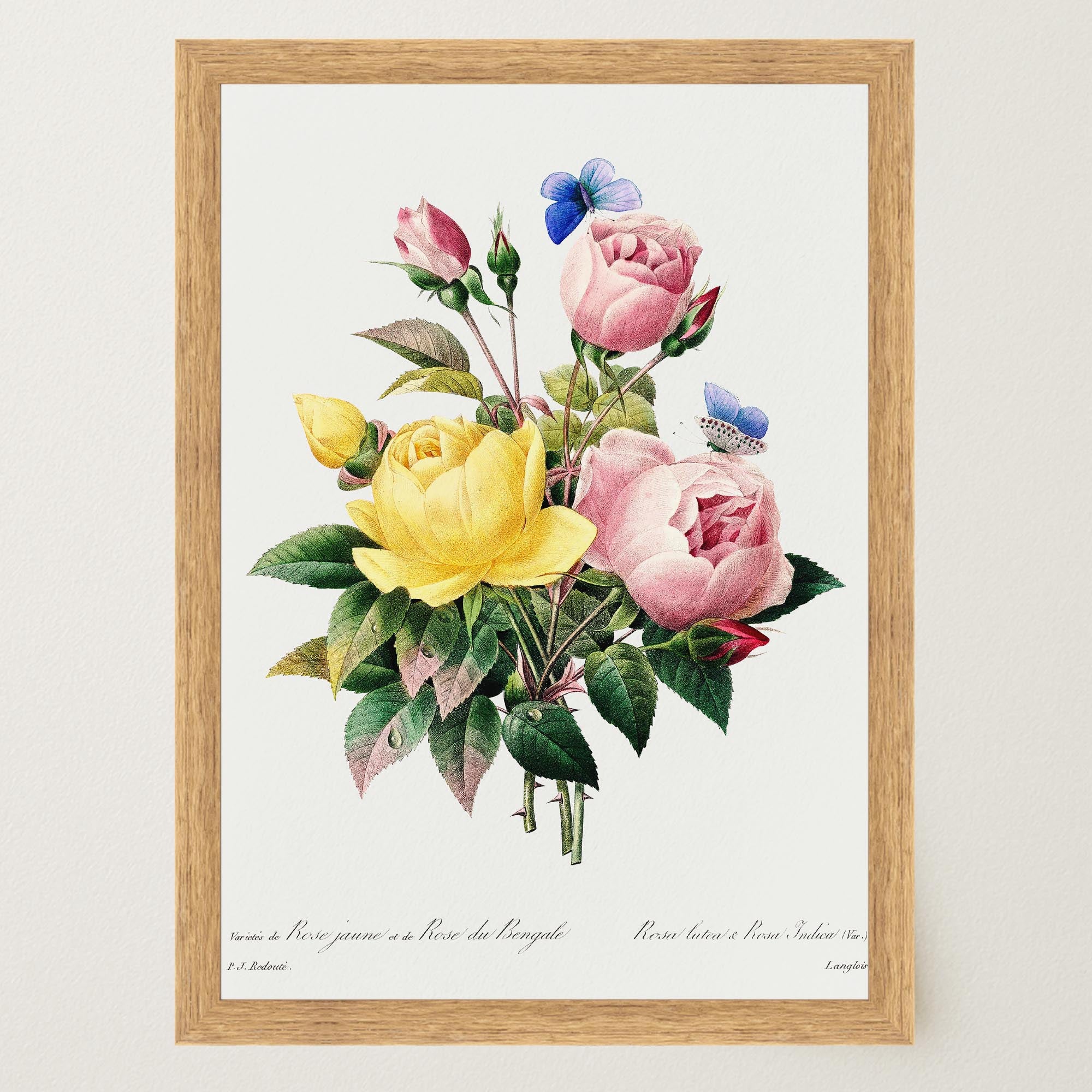 Vintage Rose Botanical Wall Art Print-Skudaboo