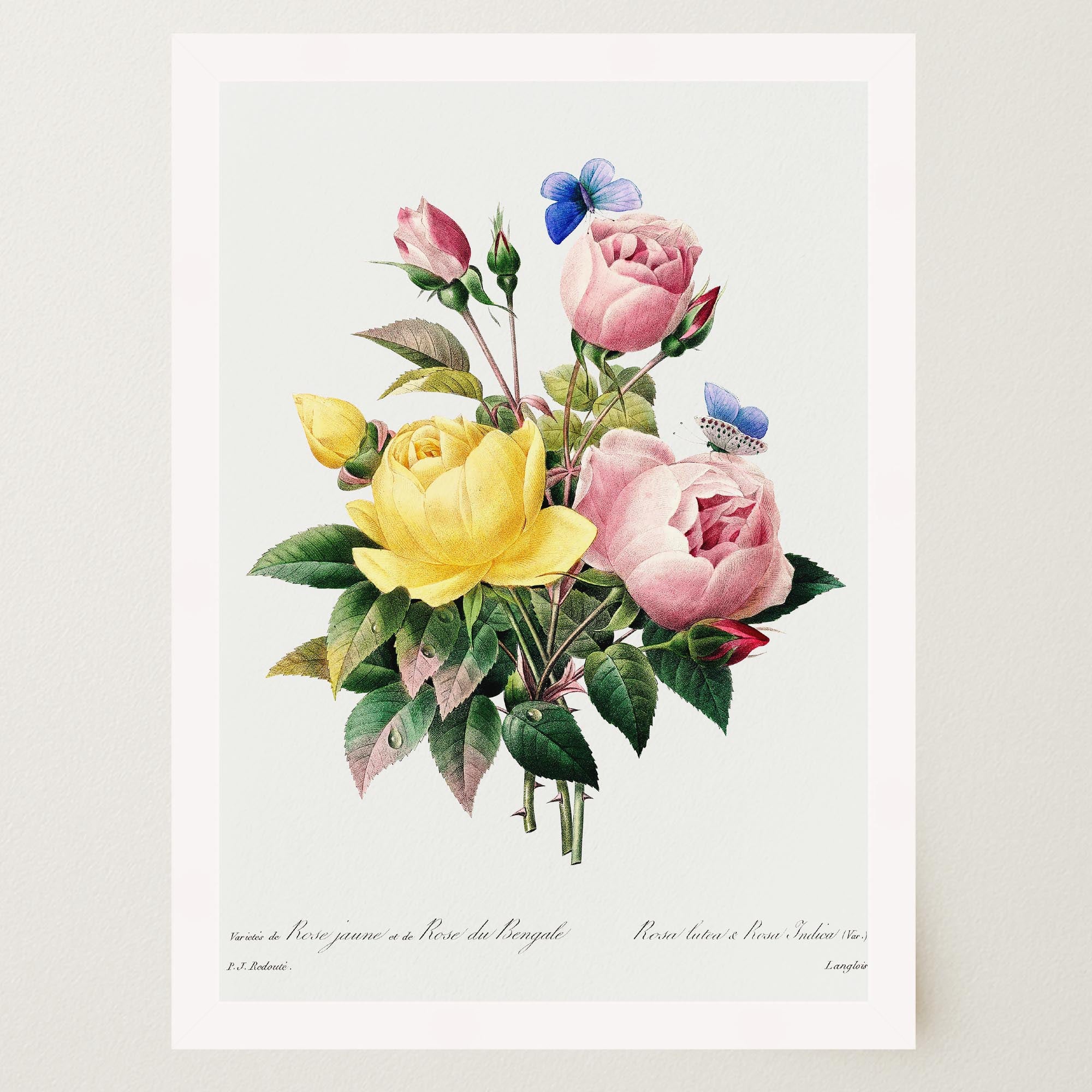Vintage Rose Botanical Wall Art Print-Skudaboo