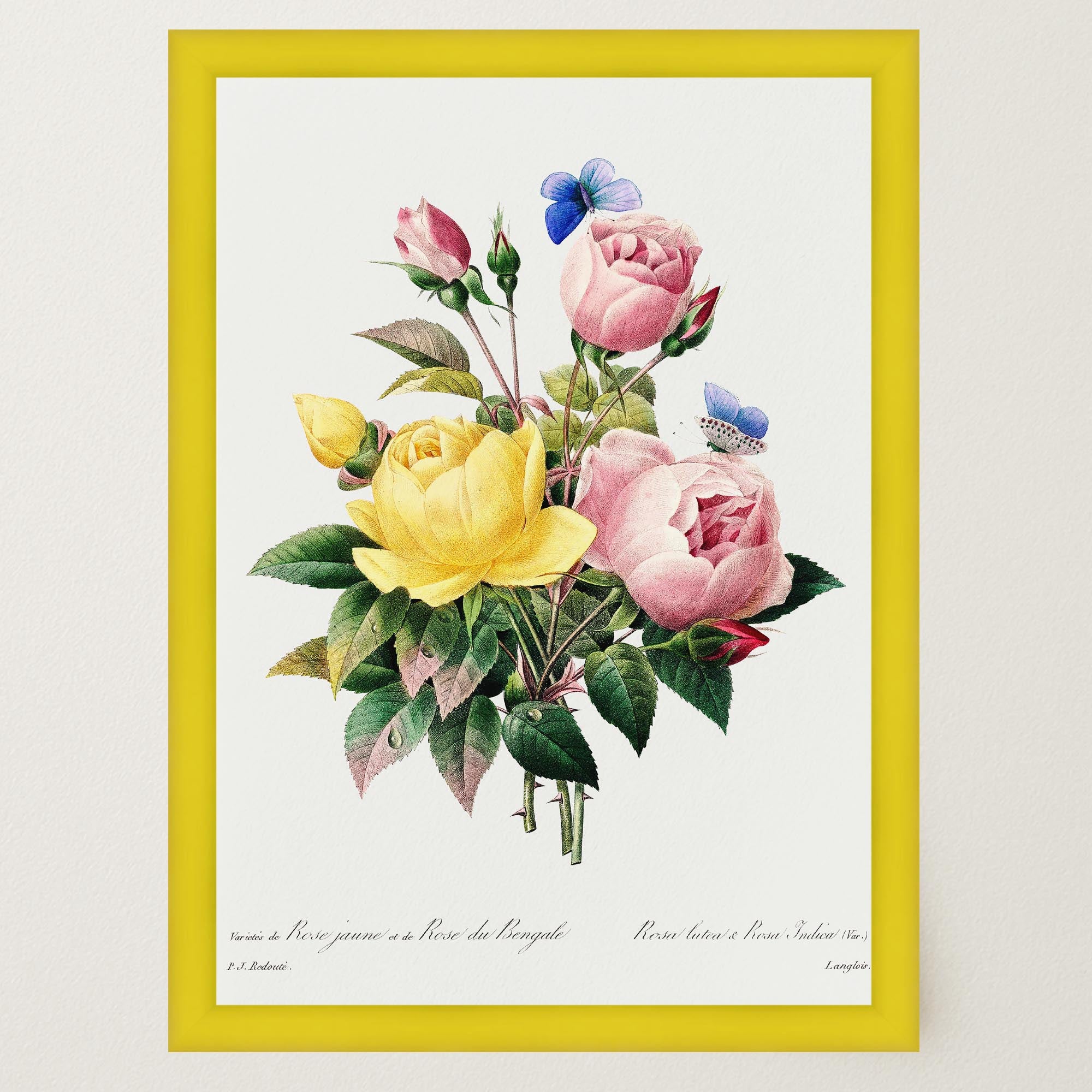 Vintage Rose Botanical Wall Art Print-Skudaboo