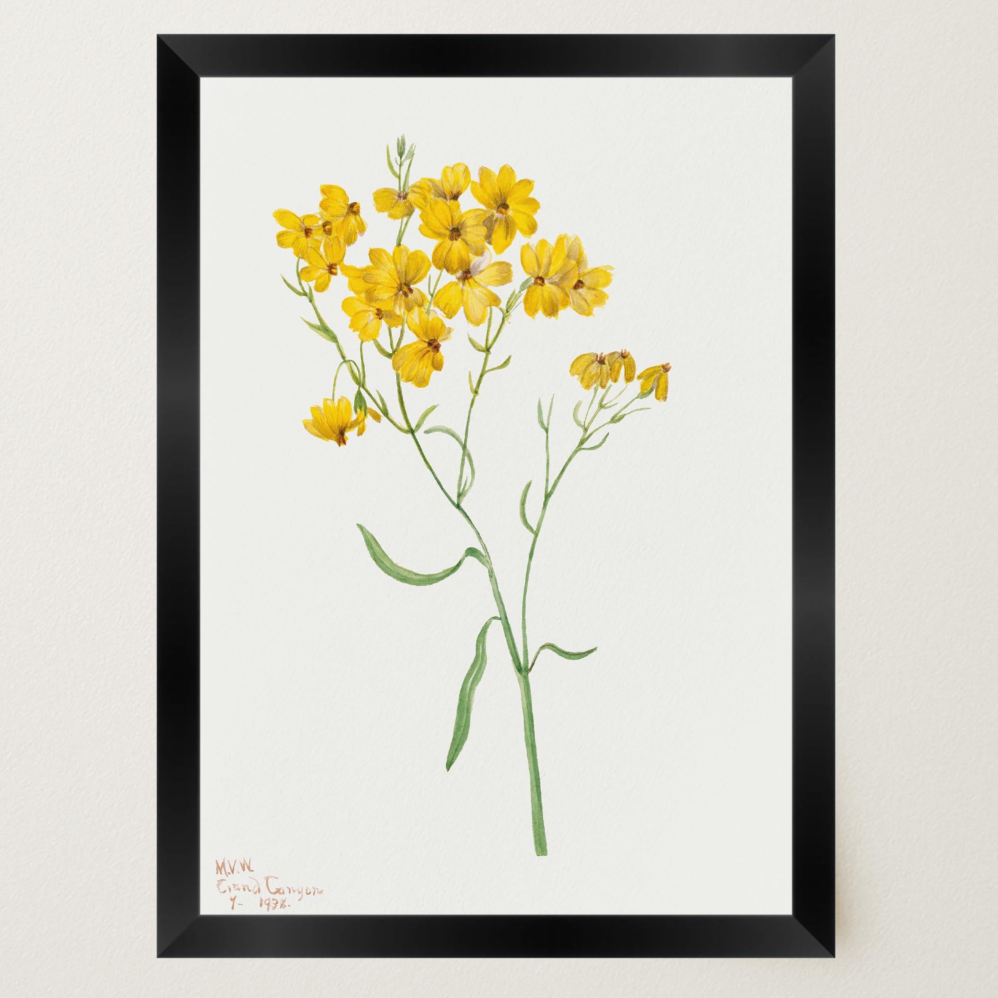 Yellow Wildflower Vintage Botanical Wall Art Print-Skudaboo