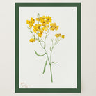 Yellow Wildflower Vintage Botanical Wall Art Print-Skudaboo