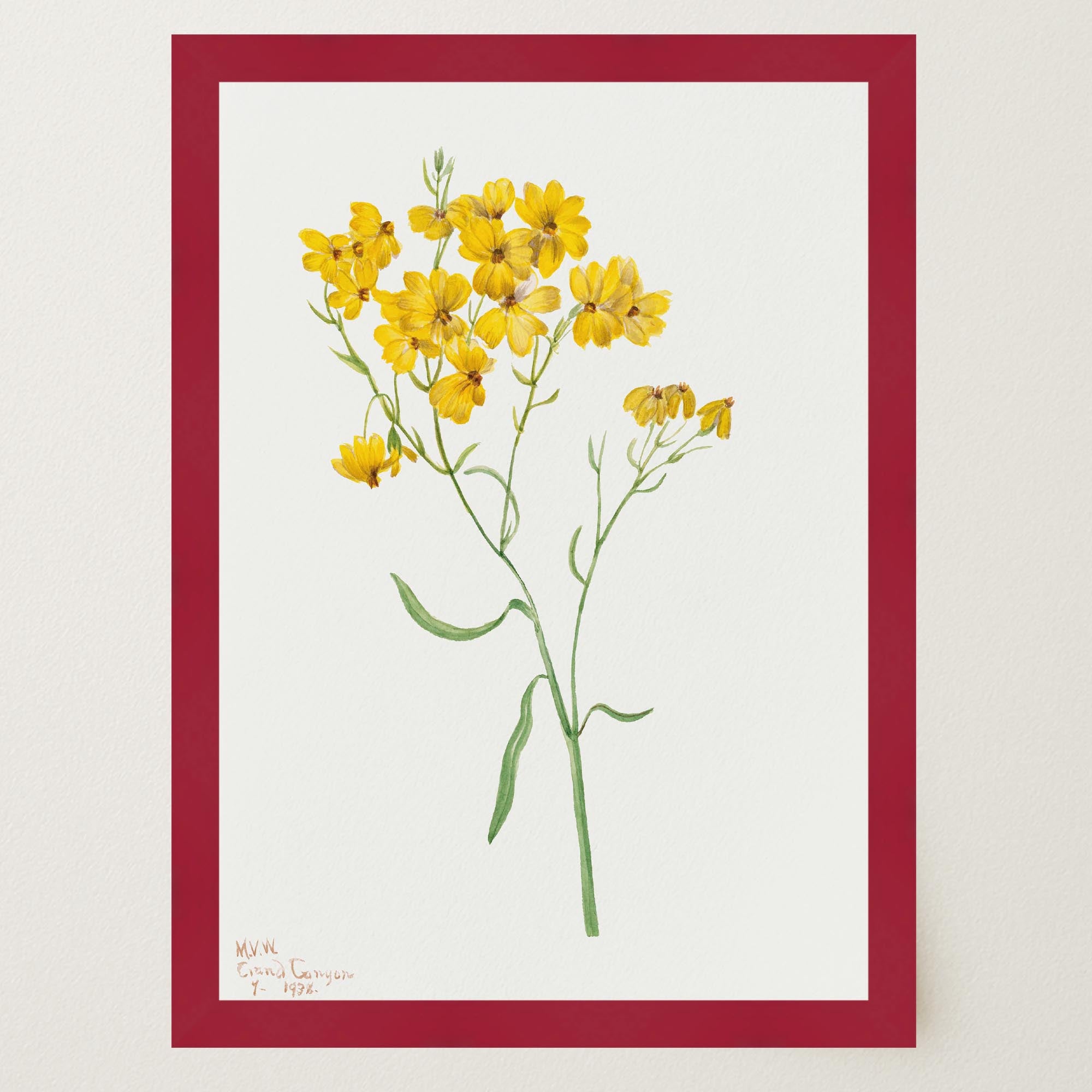Yellow Wildflower Vintage Botanical Wall Art Print-Skudaboo