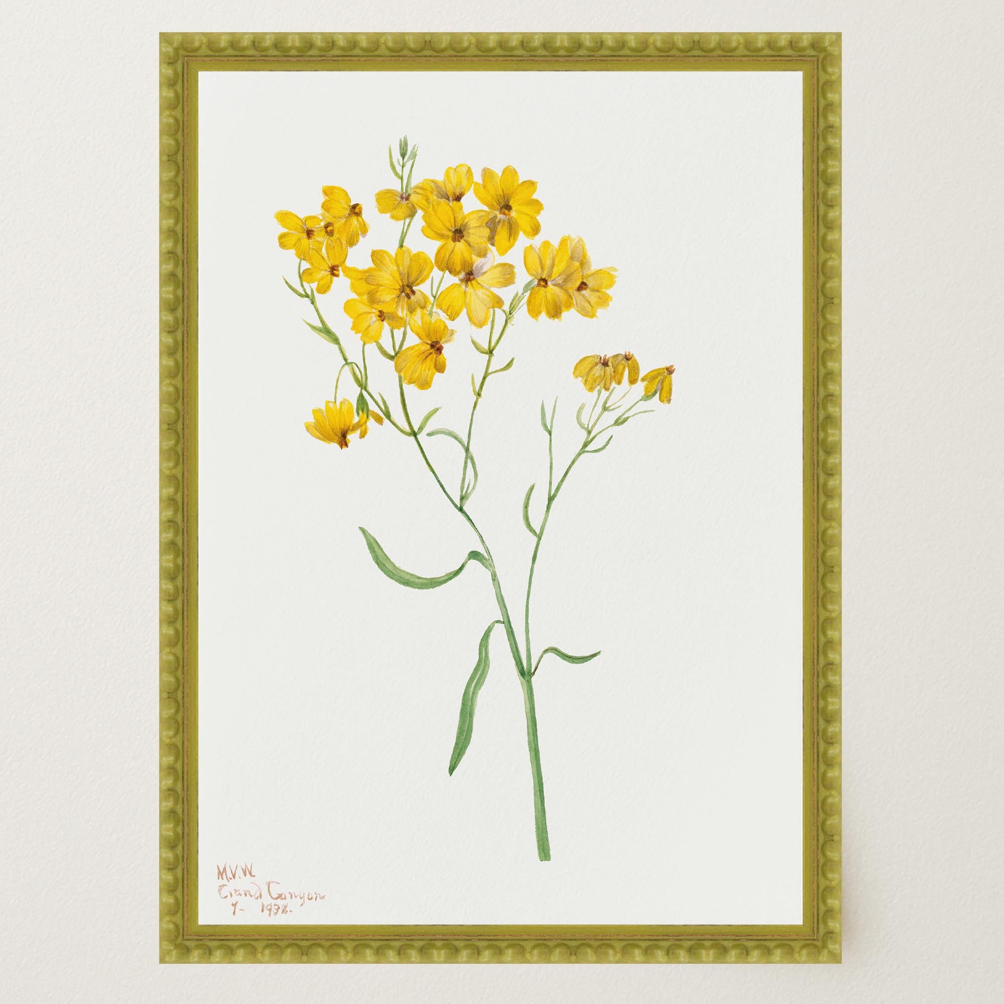 Yellow Wildflower Vintage Botanical Wall Art Print-Skudaboo