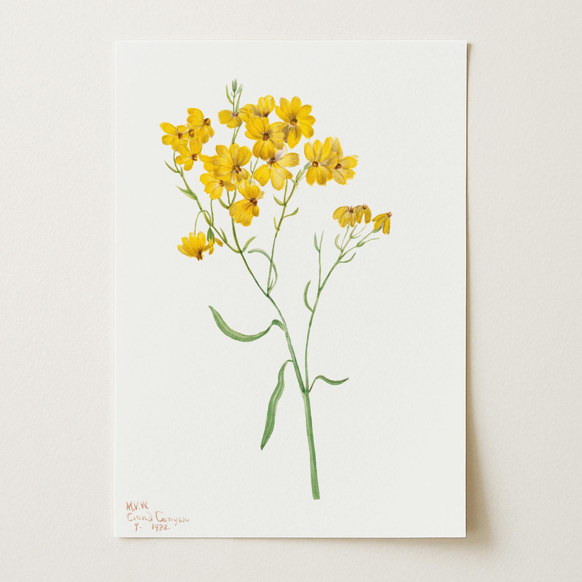 Yellow Wildflower Vintage Botanical Wall Art Print-Skudaboo
