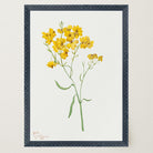 Yellow Wildflower Vintage Botanical Wall Art Print-Skudaboo