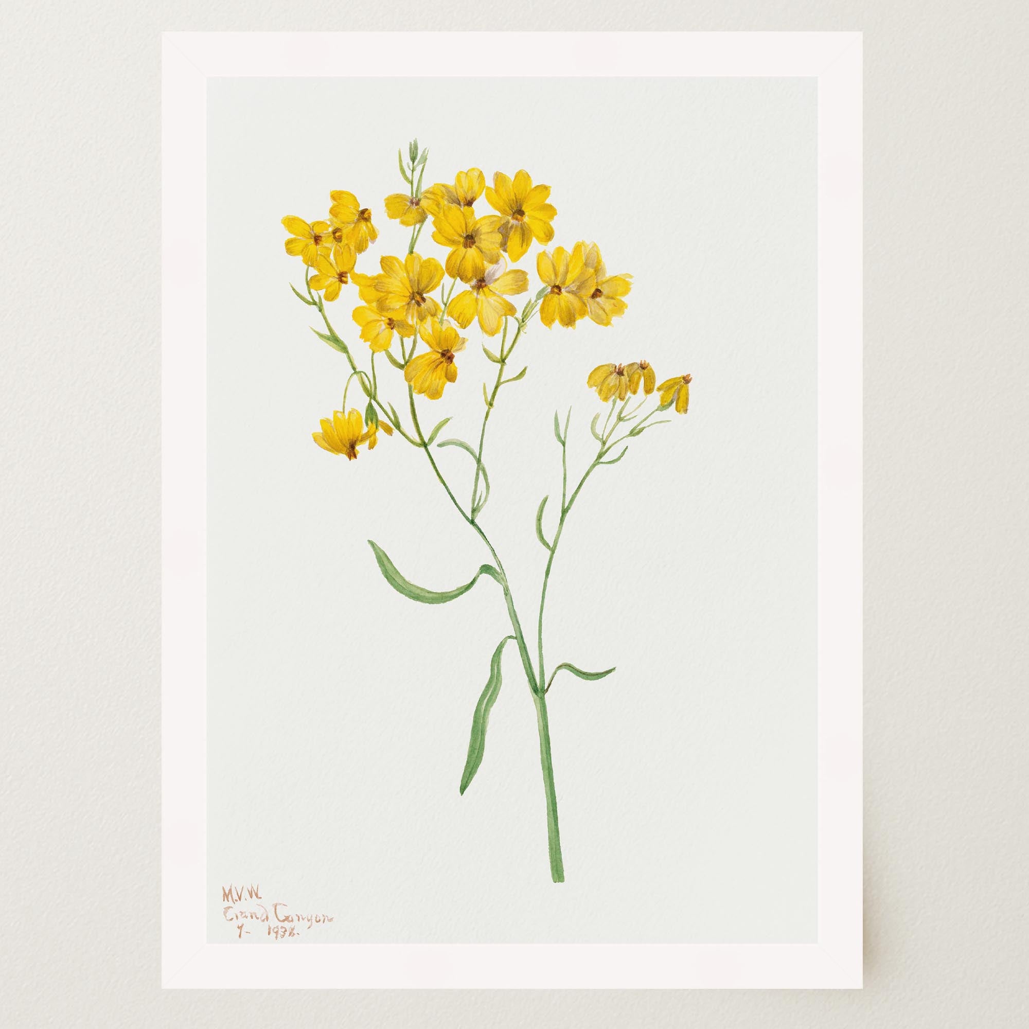 Yellow Wildflower Vintage Botanical Wall Art Print-Skudaboo