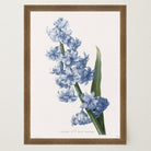 Blue Hyacinth Vintage Botanical Wall Art Print-Skudaboo