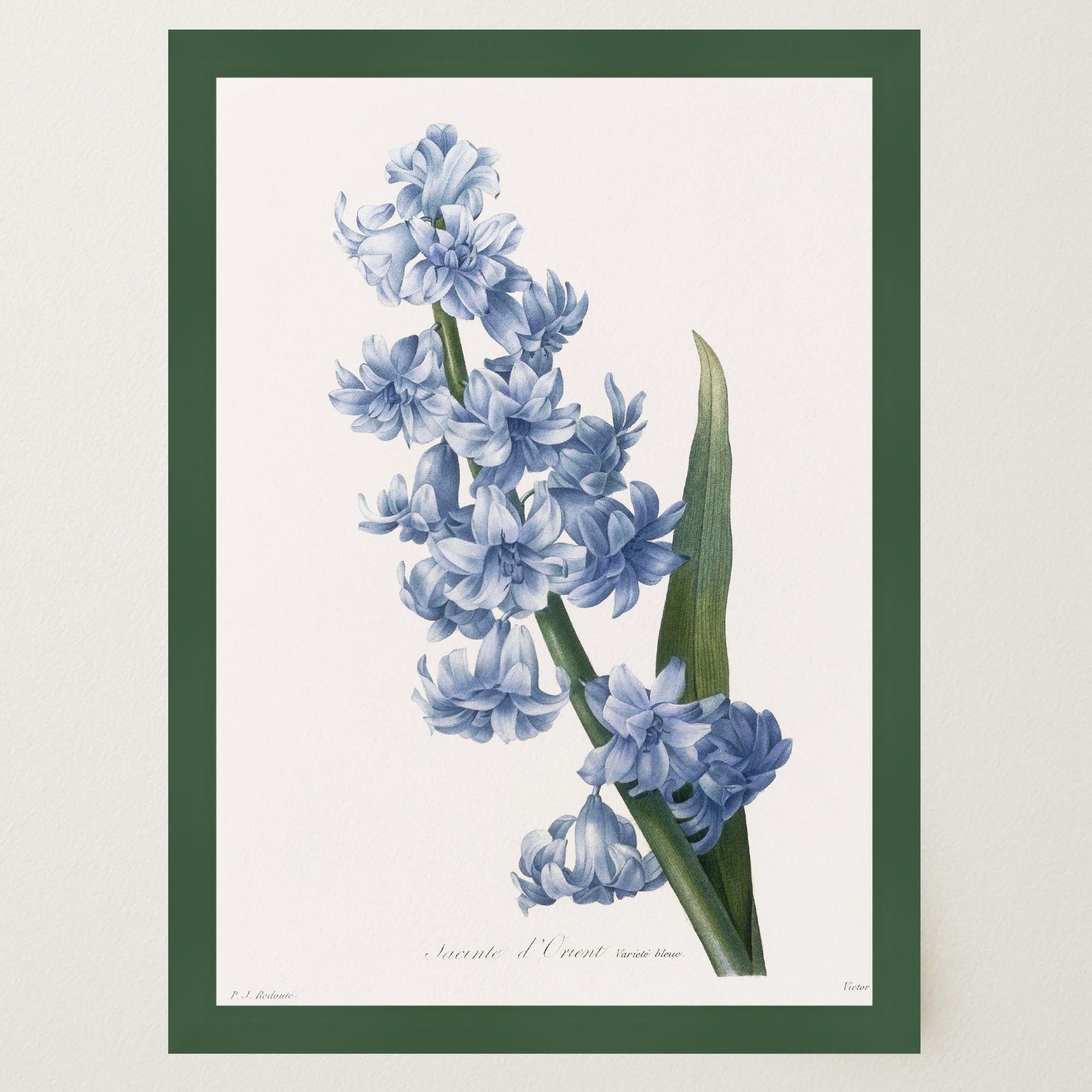 Blue Hyacinth Vintage Botanical Wall Art Print-Skudaboo