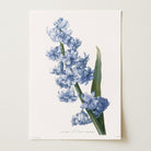 Blue Hyacinth Vintage Botanical Wall Art Print-Skudaboo
