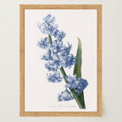 Blue Hyacinth Vintage Botanical Wall Art Print-Skudaboo