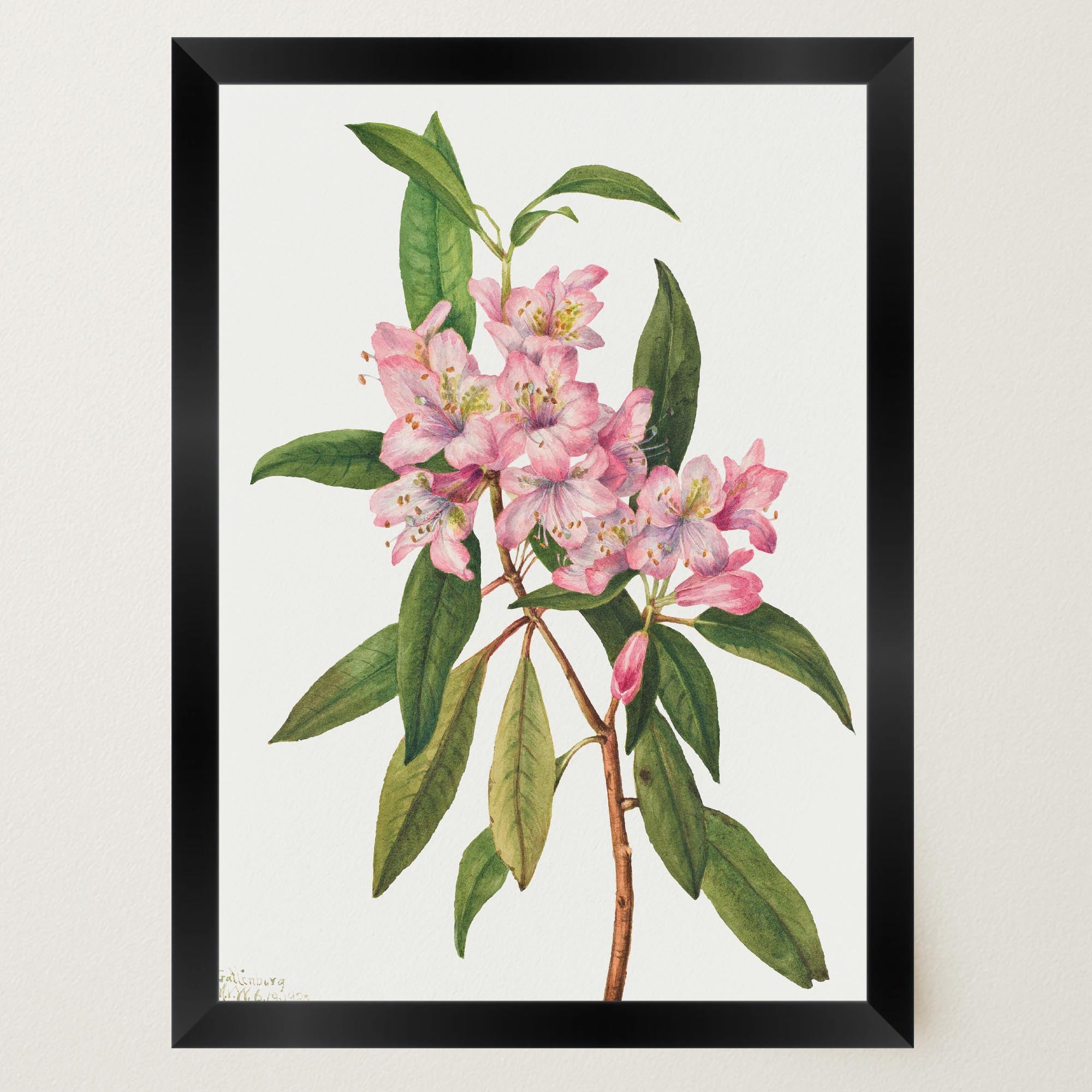 Pink Rhododendron Vintage Botanical Wall Art Print-Skudaboo