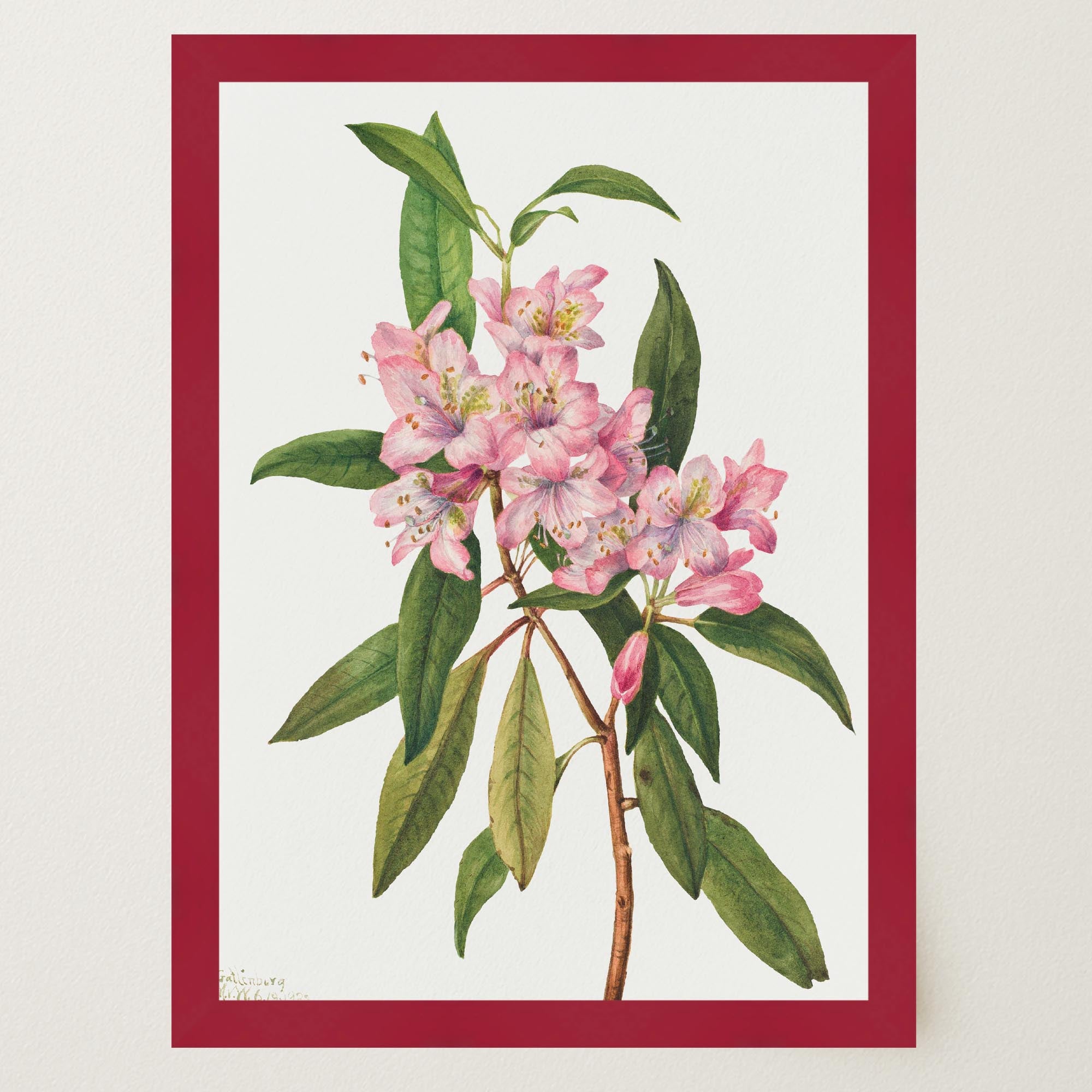 Pink Rhododendron Vintage Botanical Wall Art Print-Skudaboo