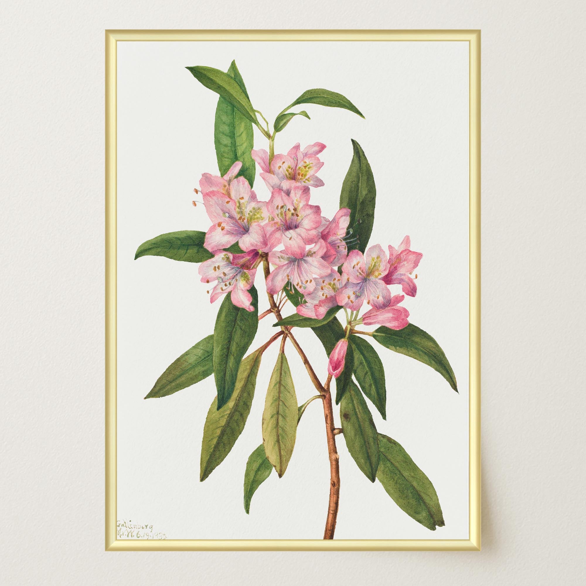 Pink Rhododendron Vintage Botanical Wall Art Print-Skudaboo
