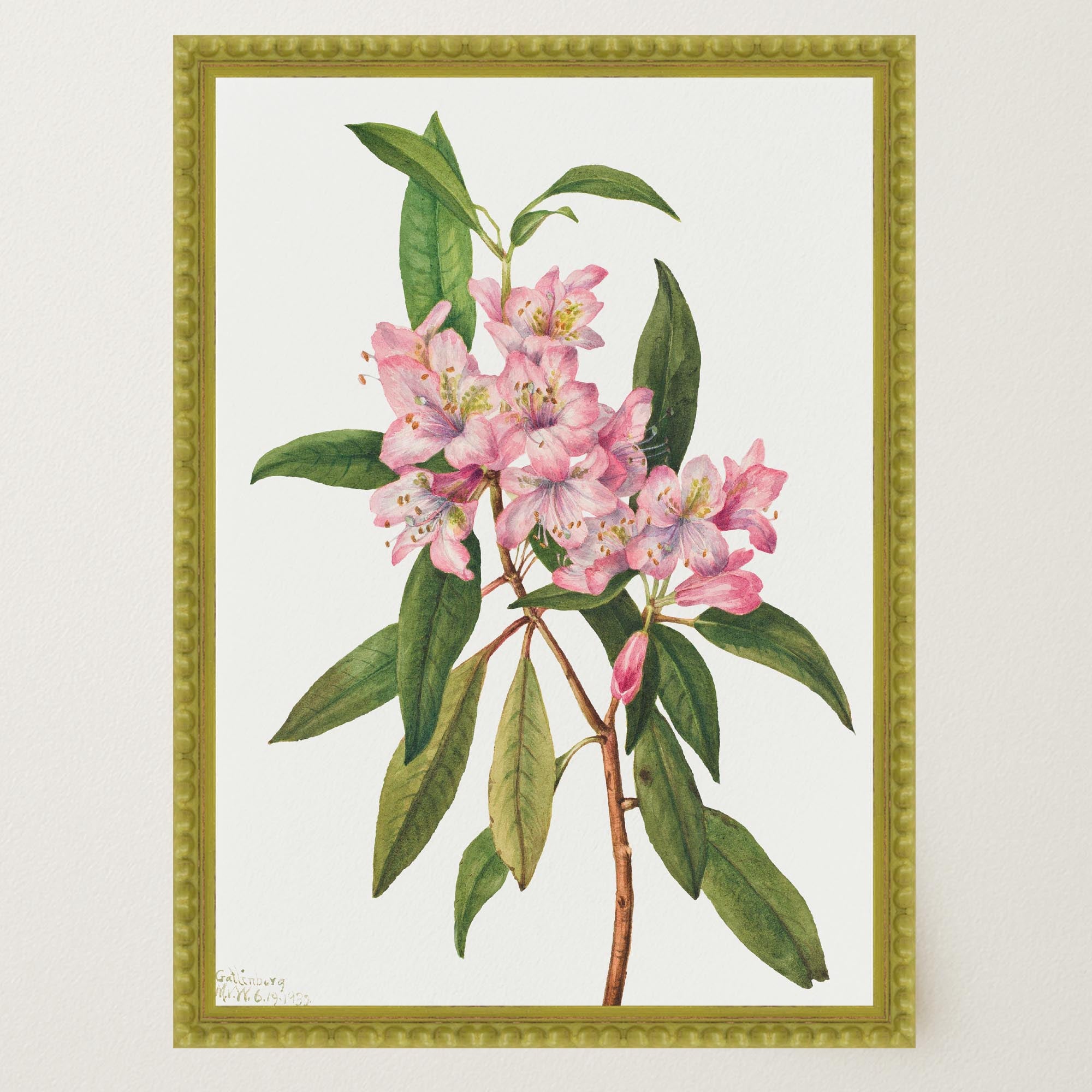 Pink Rhododendron Vintage Botanical Wall Art Print-Skudaboo