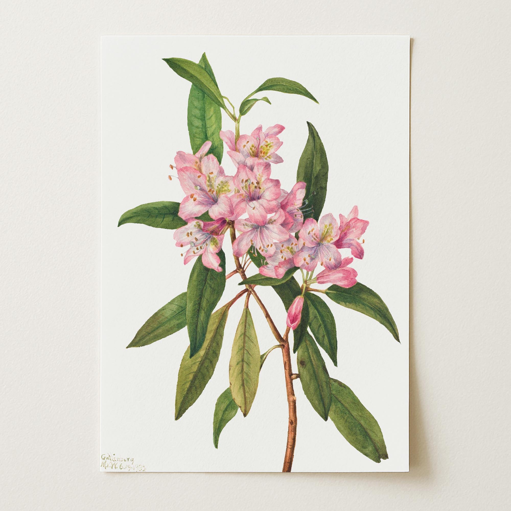 Pink Rhododendron Vintage Botanical Wall Art Print-Skudaboo