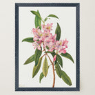 Pink Rhododendron Vintage Botanical Wall Art Print-Skudaboo