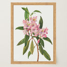 Pink Rhododendron Vintage Botanical Wall Art Print-Skudaboo