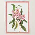 Pink Rhododendron Vintage Botanical Wall Art Print-Skudaboo