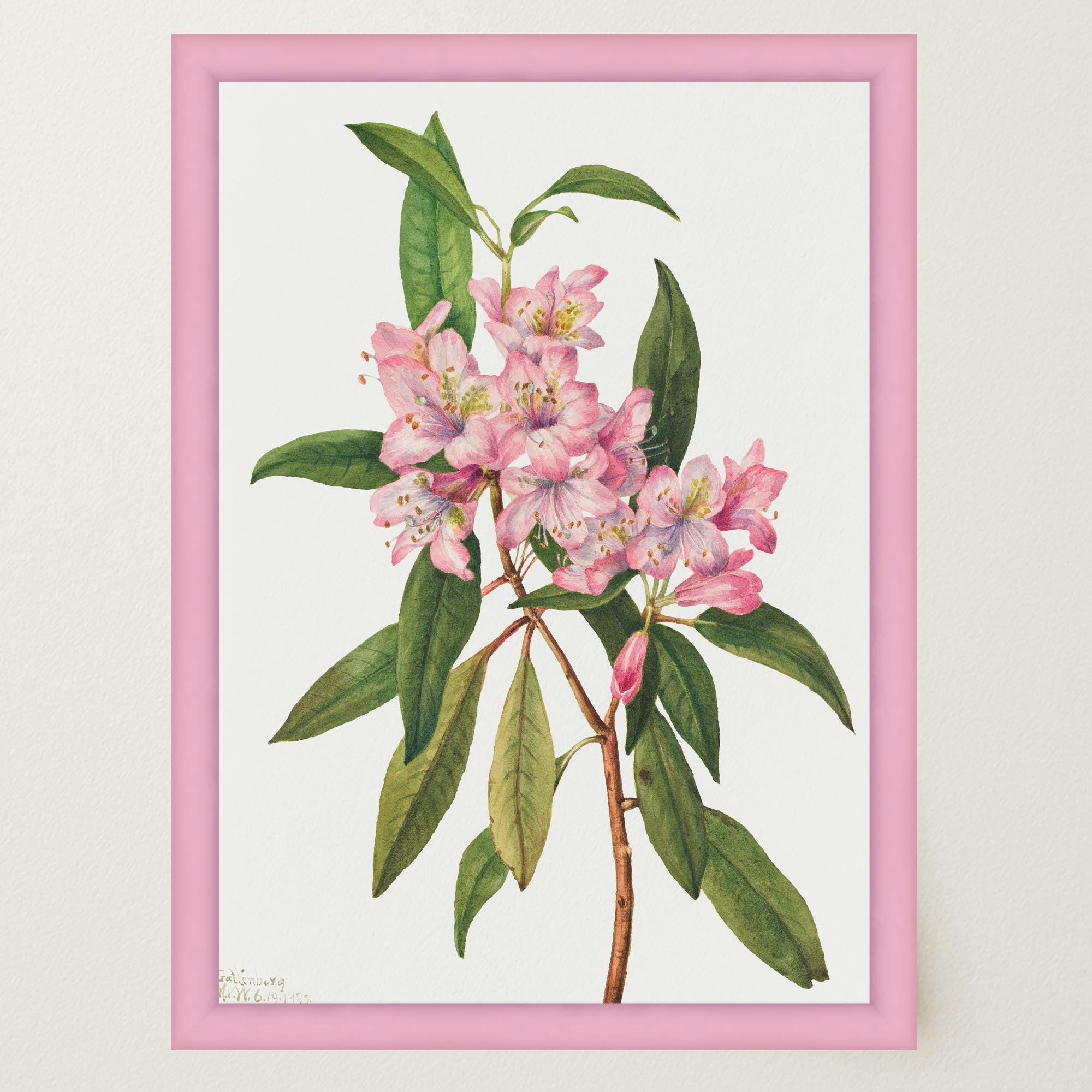 Pink Rhododendron Vintage Botanical Wall Art Print-Skudaboo