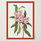 Pink Rhododendron Vintage Botanical Wall Art Print-Skudaboo