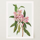 Pink Rhododendron Vintage Botanical Wall Art Print-Skudaboo