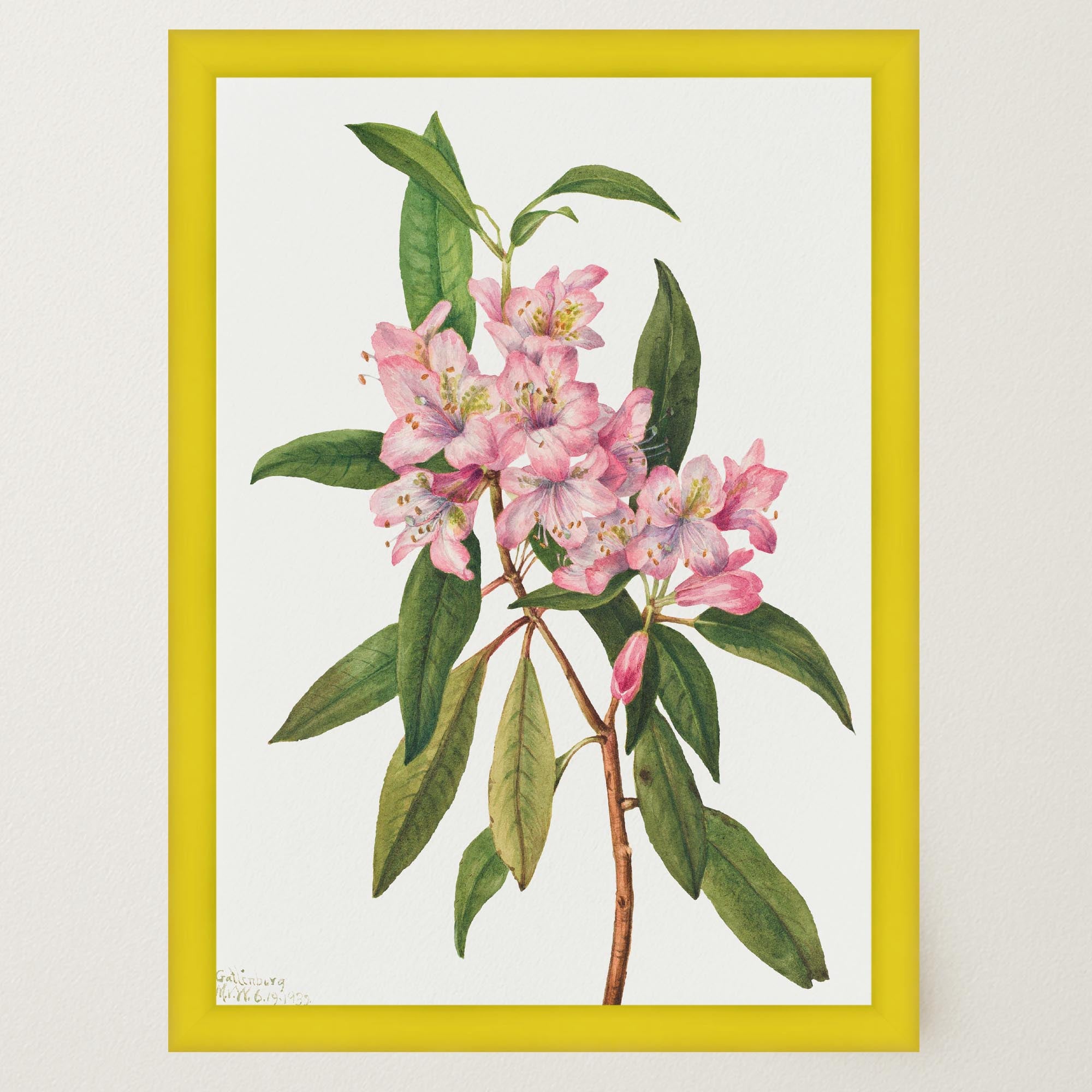 Pink Rhododendron Vintage Botanical Wall Art Print-Skudaboo