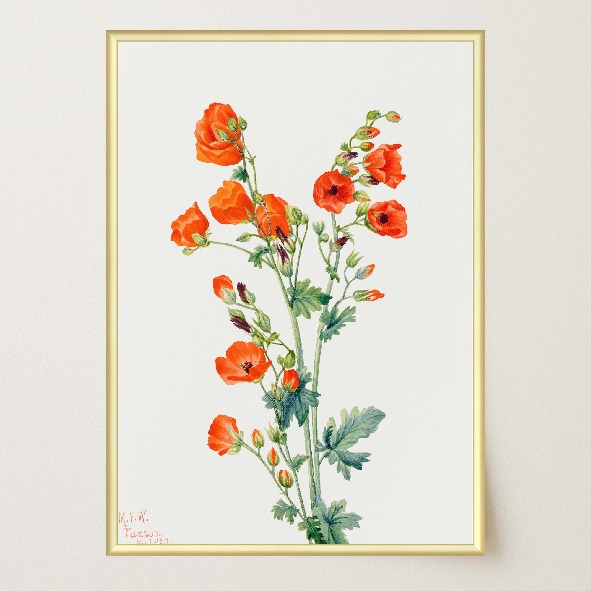 Red Poppy Flower Vintage Botanical Wall Art Print-Skudaboo
