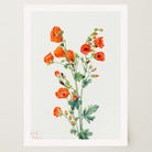 Red Poppy Flower Vintage Botanical Wall Art Print-Skudaboo