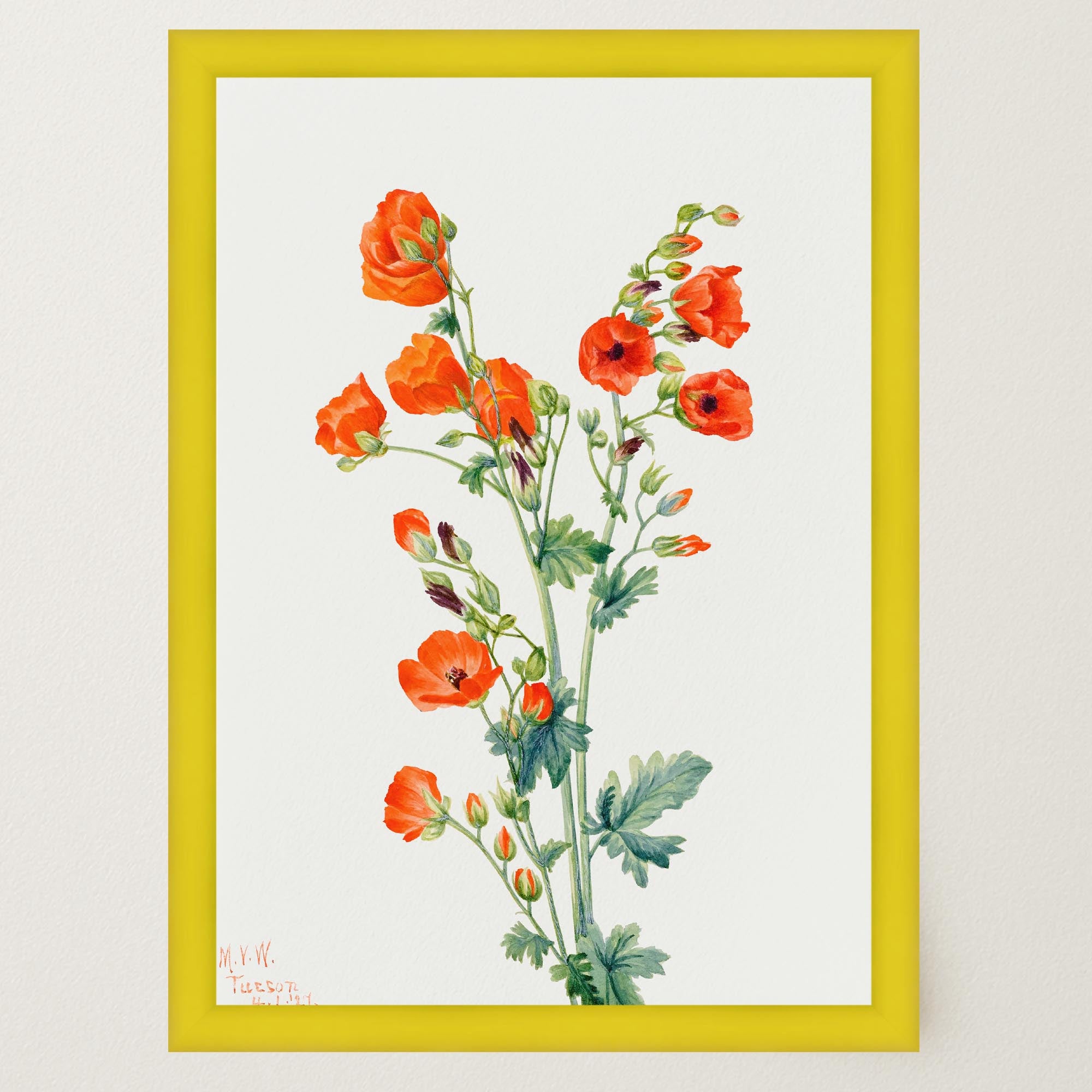 Red Poppy Flower Vintage Botanical Wall Art Print-Skudaboo