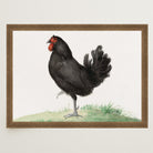 Black Chicken Vintage Bird Illustration Wall Art Print-Skudaboo