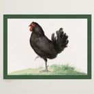 Black Chicken Vintage Bird Illustration Wall Art Print-Skudaboo
