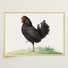 Black Chicken Vintage Bird Illustration Wall Art Print-Skudaboo