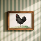 Black Chicken Vintage Bird Illustration Wall Art Print-Skudaboo