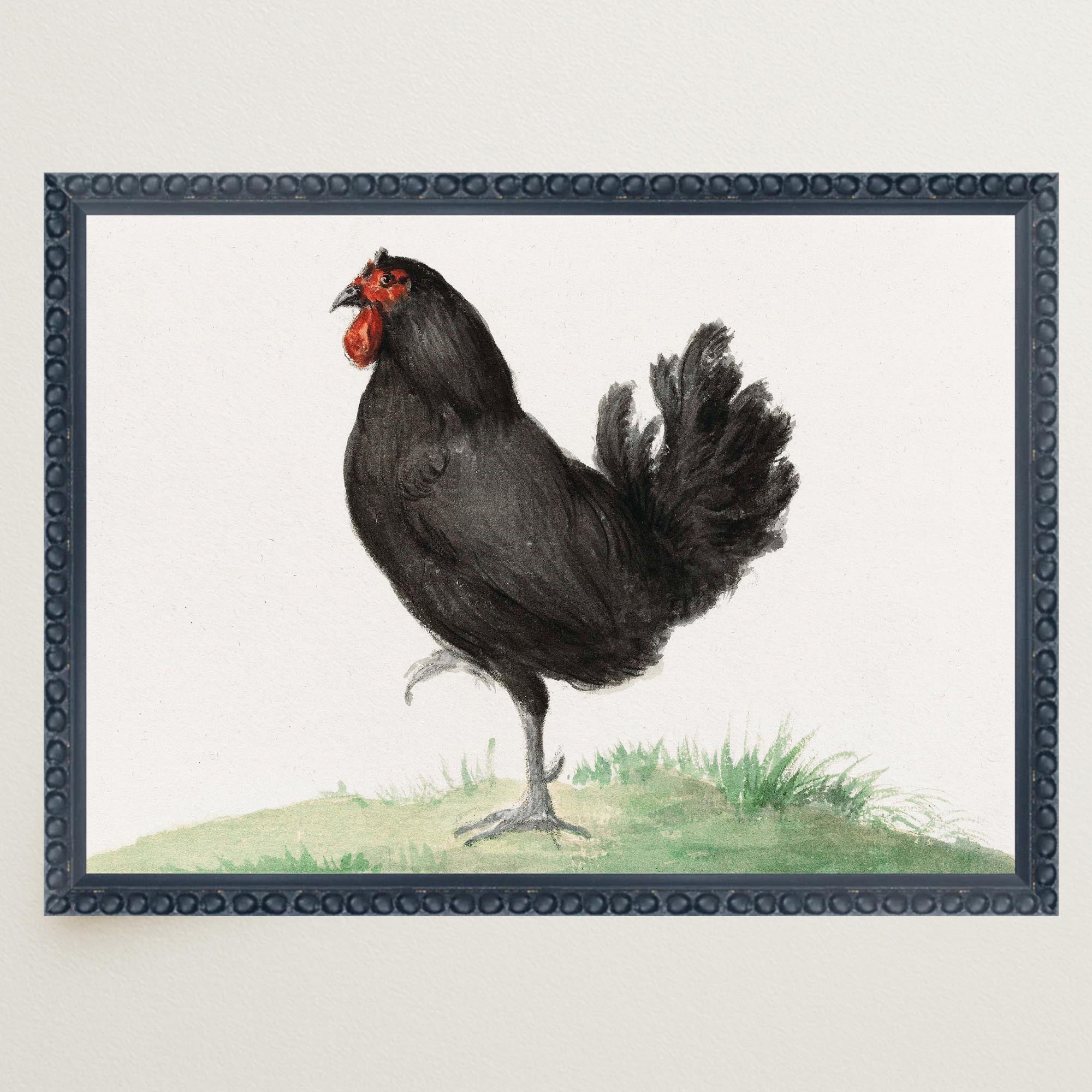 Black Chicken Vintage Bird Illustration Wall Art Print-Skudaboo