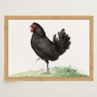 Black Chicken Vintage Bird Illustration Wall Art Print-Skudaboo