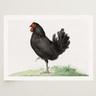Black Chicken Vintage Bird Illustration Wall Art Print-Skudaboo