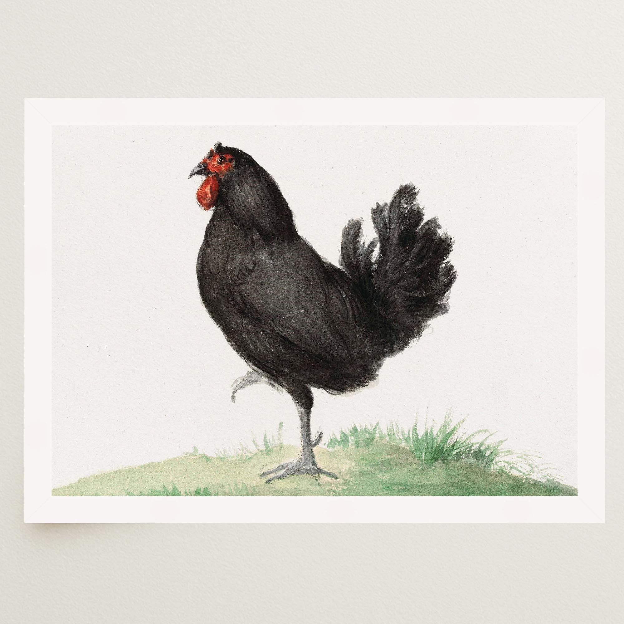 Black Chicken Vintage Bird Illustration Wall Art Print-Skudaboo