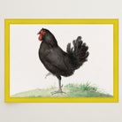 Black Chicken Vintage Bird Illustration Wall Art Print-Skudaboo