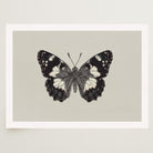 Vintage Style Black and White Butterfly Wall Art Print-Skudaboo