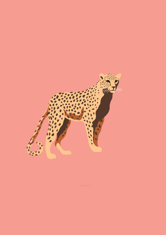 a cheetah standing on a pink background