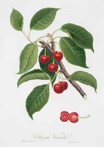 Cherries Vintage Botanical Art Print-Skudaboo