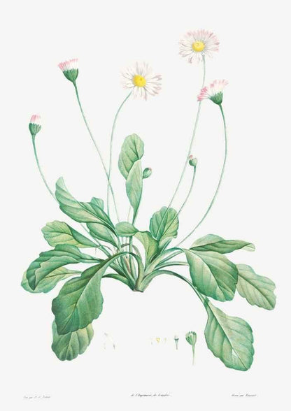 Daisy Vintage Botanical Art Print-Skudaboo