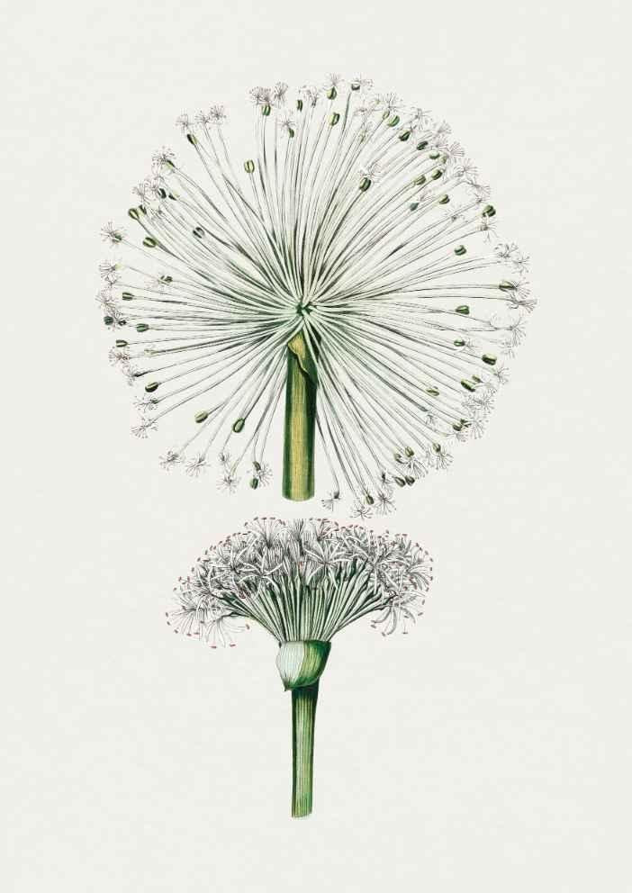 Dandelion Vintage Art Print-Skudaboo