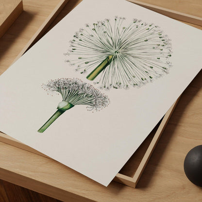 Dandelion Vintage Art Print-Skudaboo