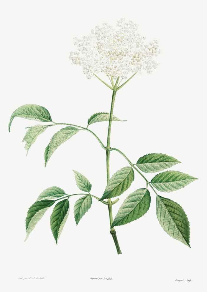 Elderflowers Vintage Botanical Art Print-Skudaboo