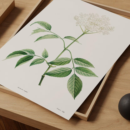 Elderflowers Vintage Botanical Art Print-Skudaboo