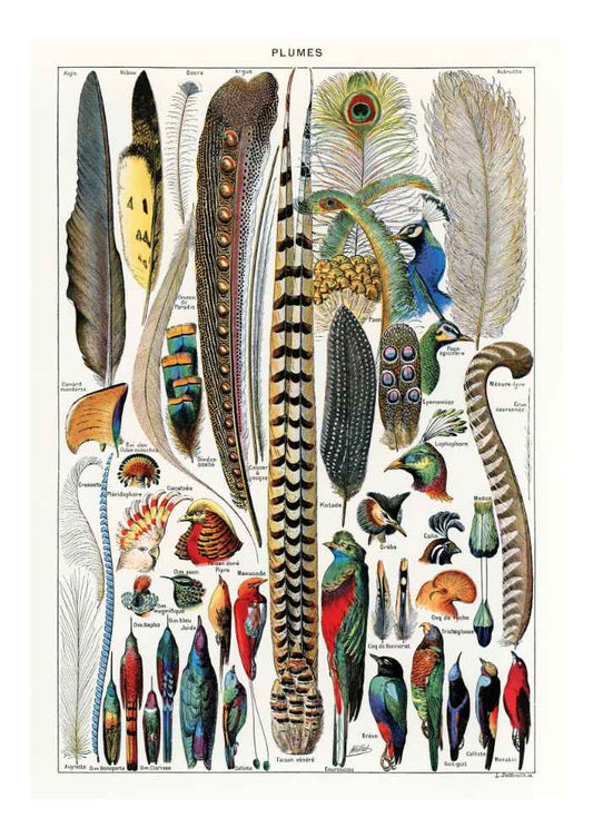 Feathers Vintage Art Print