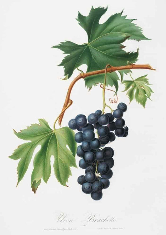 Grapes Vintage Botanical Art Print-Skudaboo