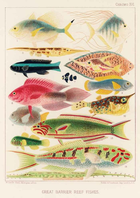 Great Barrier Reef Vintage Art Print-Skudaboo