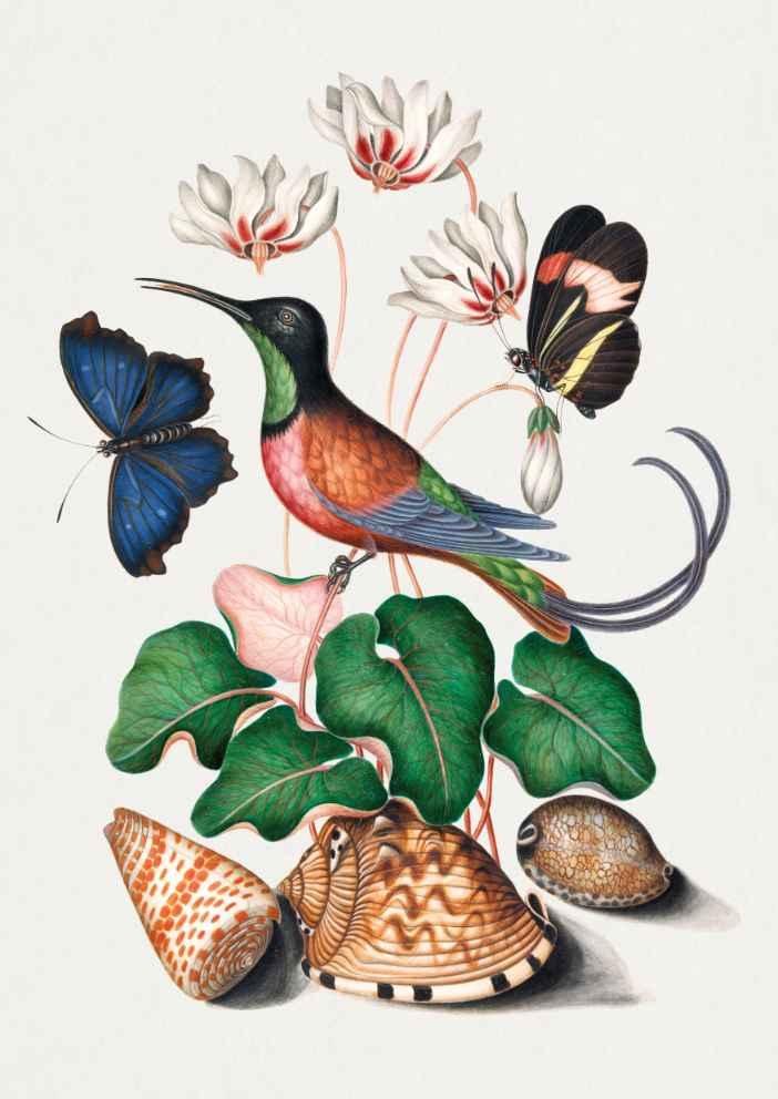 Hummingbird Vintage Art Print-Skudaboo